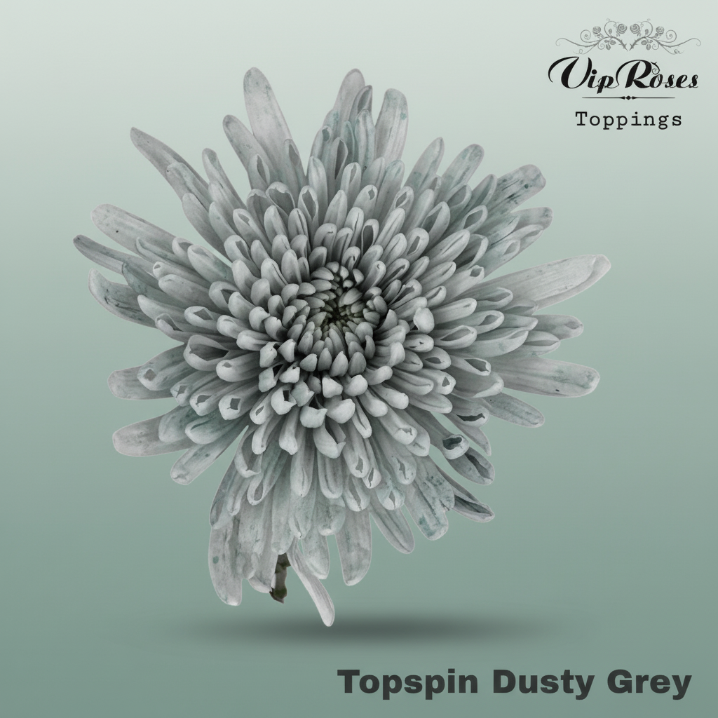 Chrysanthemum G Dyed Topspin Dusty Grey