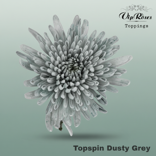 Chrysanthemum G Dyed Topspin Dusty Grey