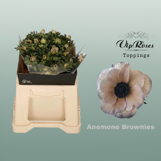 Anemone Dyed Brownies