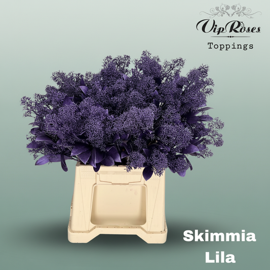 Skimmia Dyed Metallic Lilac