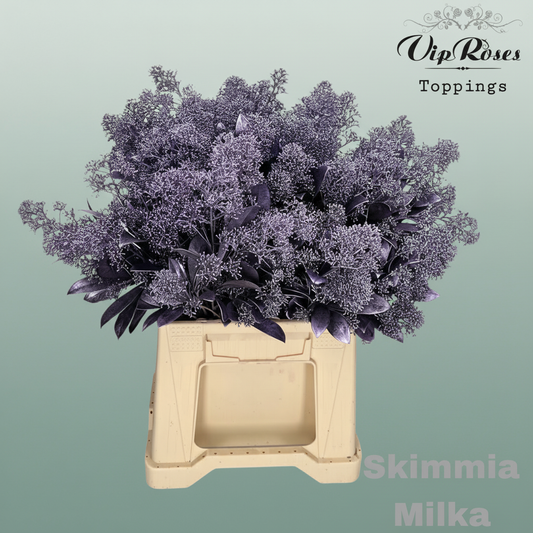 Skimmia Dyed Metallic Milka