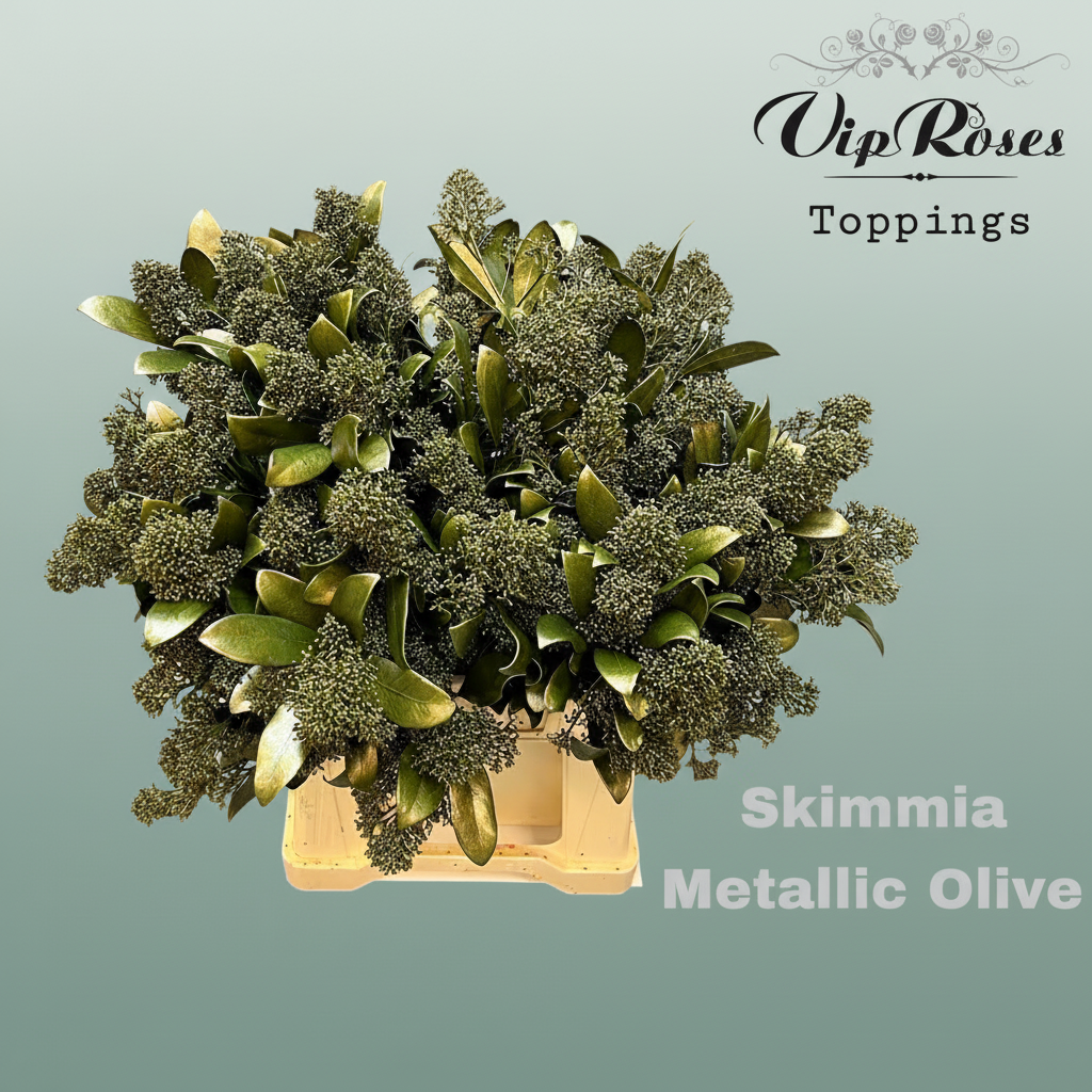 Skimmia Dyed Metallic Olive