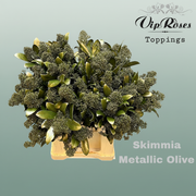 Skimmia Dyed Metallic Olive