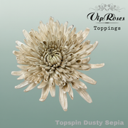 Chrysanthemum G Dyed Topspin Dusty Sepia