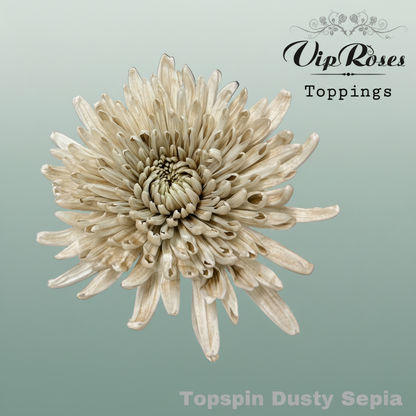 Chrysanthemum G Dyed Topspin Dusty Sepia