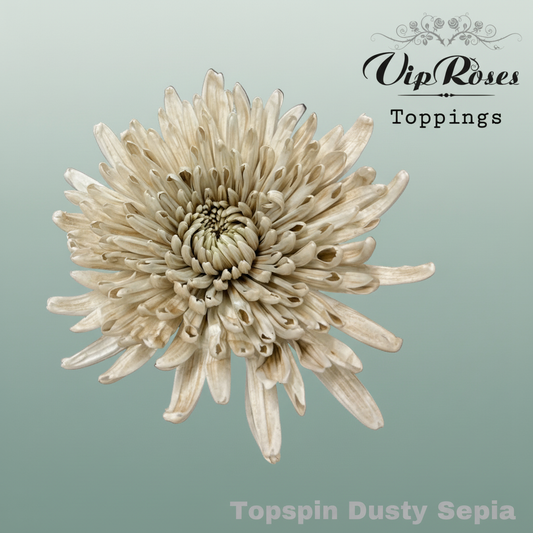 Chrysanthemum G Dyed Topspin Dusty Sepia
