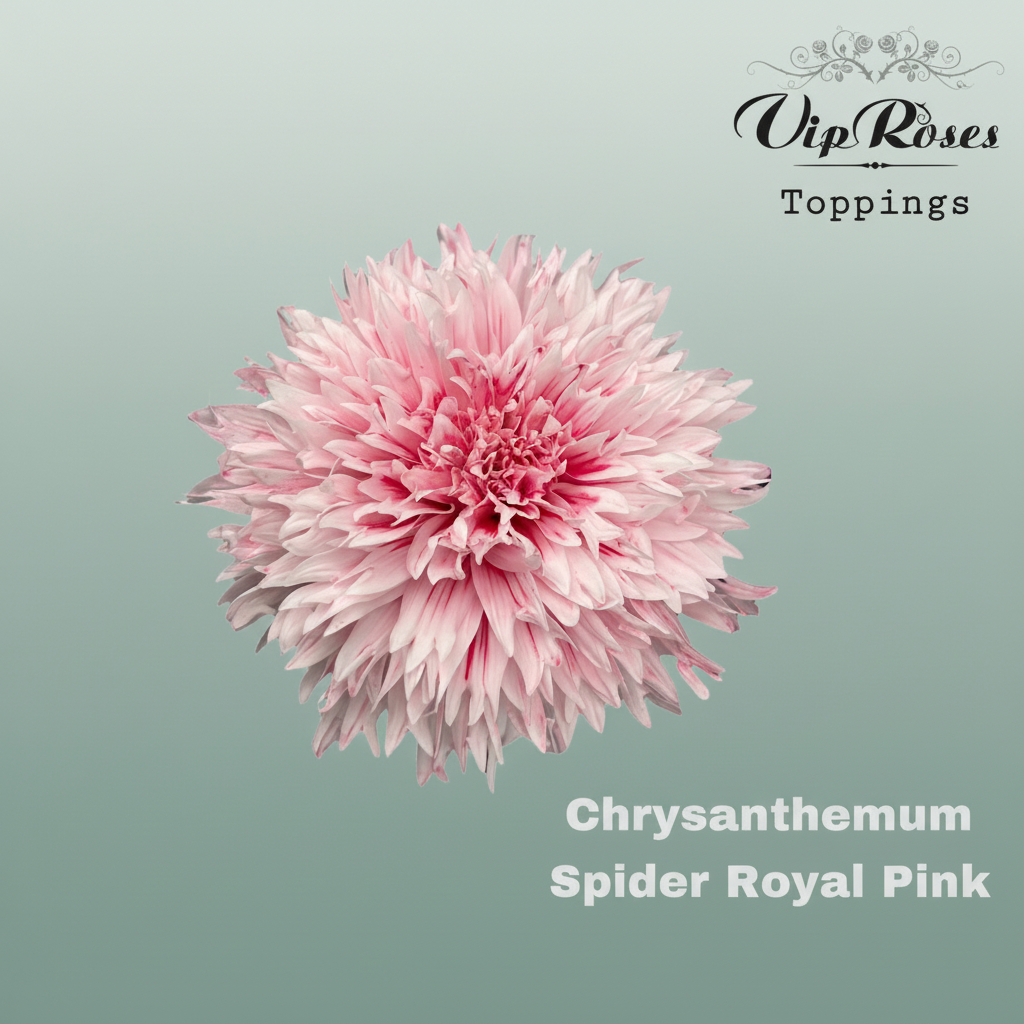 Chrysanthemum G Dyed Spider Royal Pink