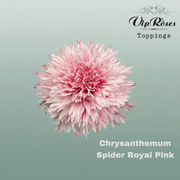 Chrysanthemum G Dyed Spider Royal Pink
