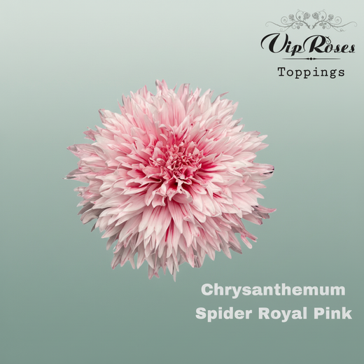 Chrysanthemum G Dyed Spider Royal Pink