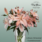 Lily Oriental Dyed Tumbleweed