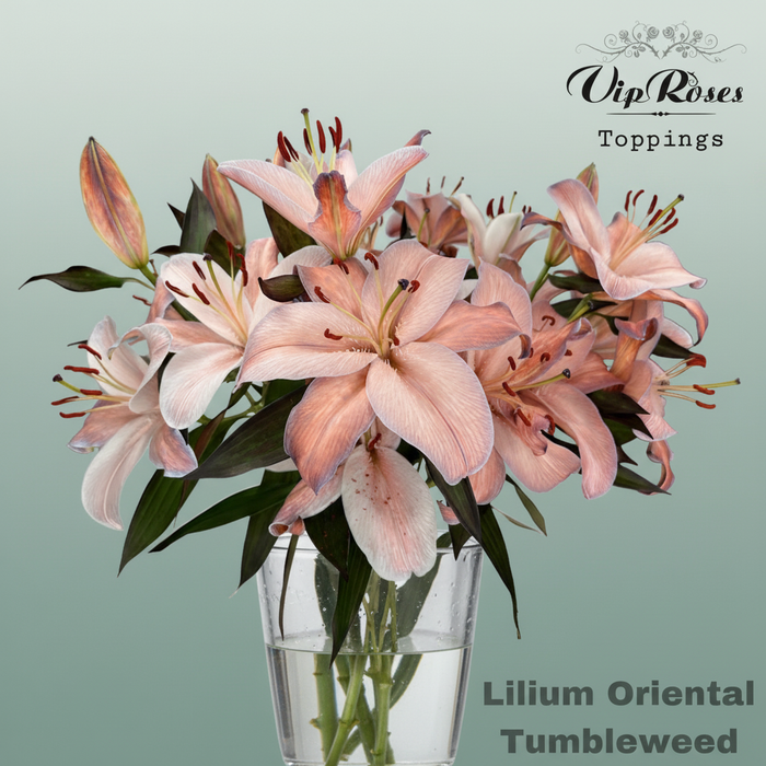 Lily Oriental Dyed Tumbleweed