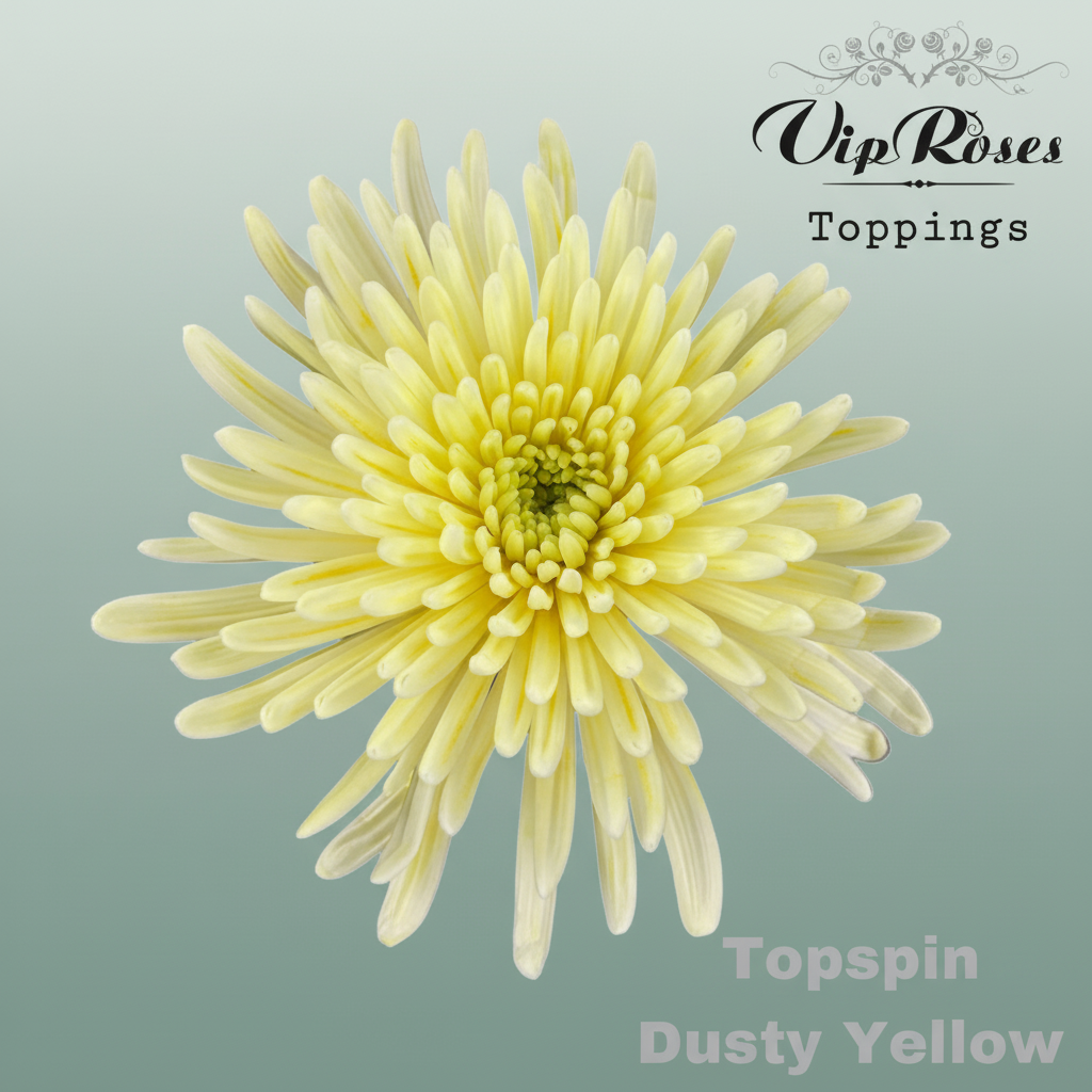 Chrysanthemum G Topspin Dyed Dusty Yellow