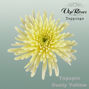 Chrysanthemum G Topspin Dyed Dusty Yellow