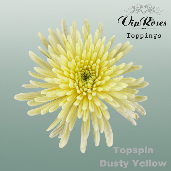 Chrysanthemum G Topspin Dyed Dusty Yellow
