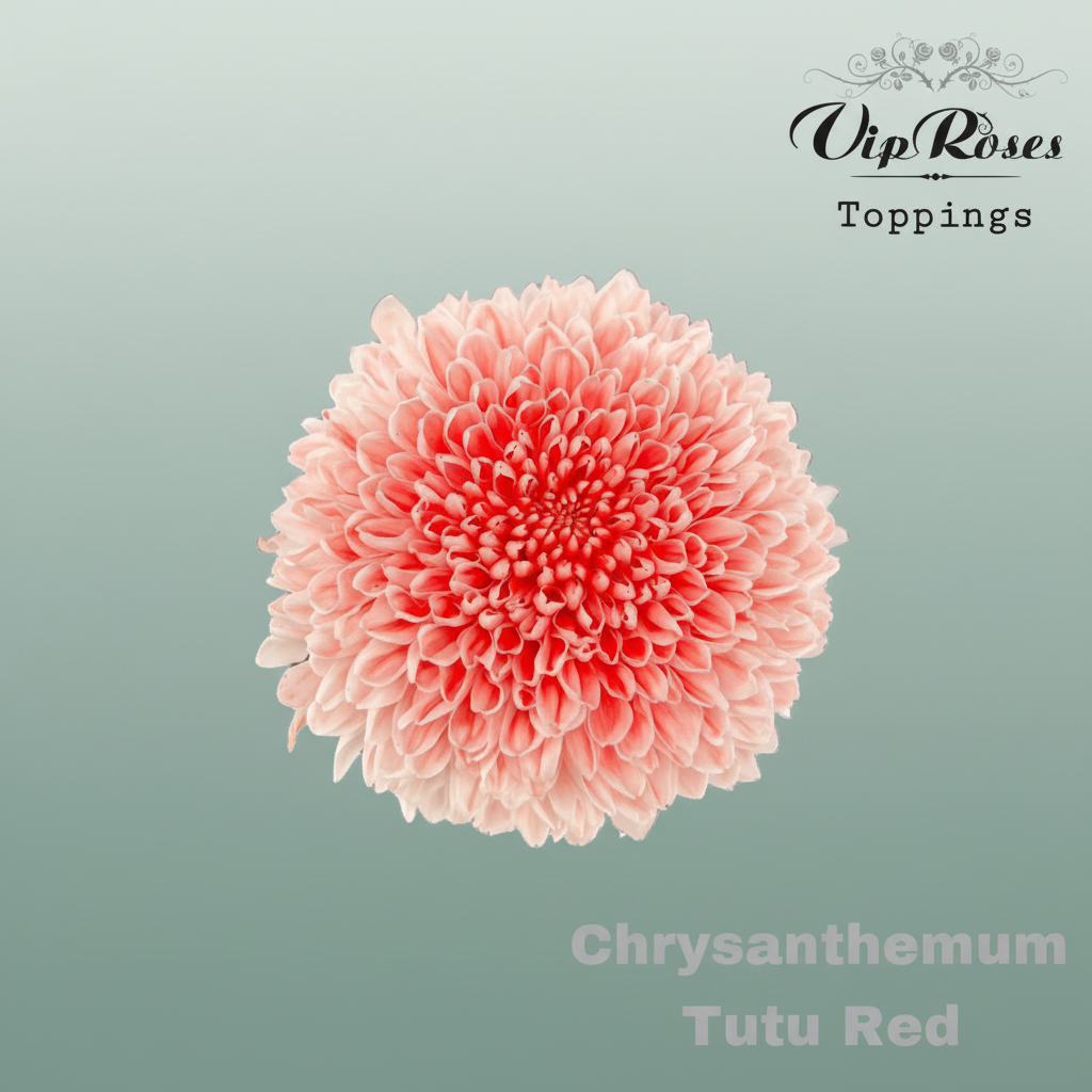 Chrysanthemum G Dyed Tutu Red