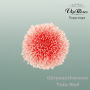Chrysanthemum G Dyed Tutu Red