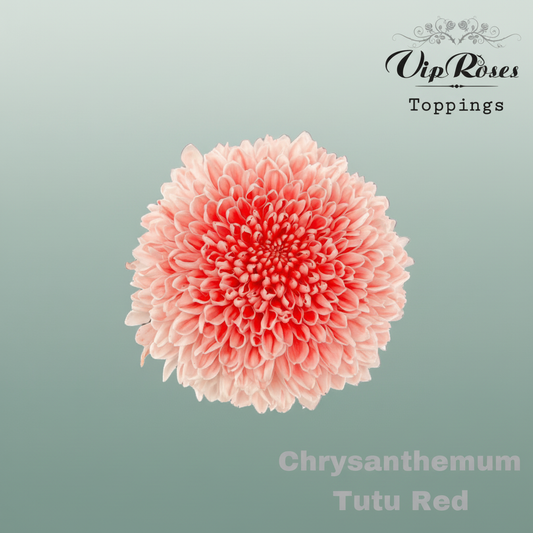 Chrysanthemum G Dyed Tutu Red