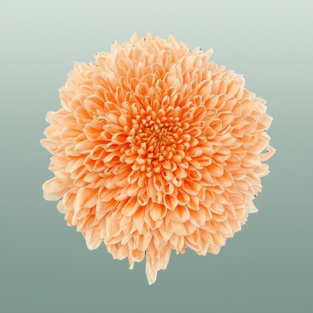 Chrysanthemum G Dyed Tutu Peach