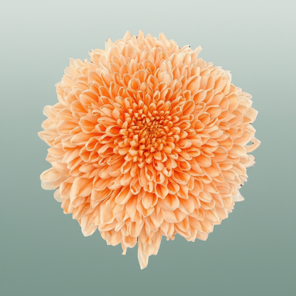 Chrysanthemum G Dyed Tutu Peach