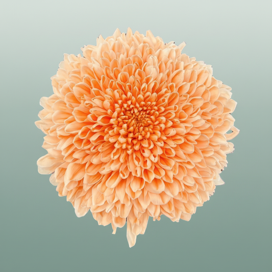 Chrysanthemum G Dyed Tutu Peach