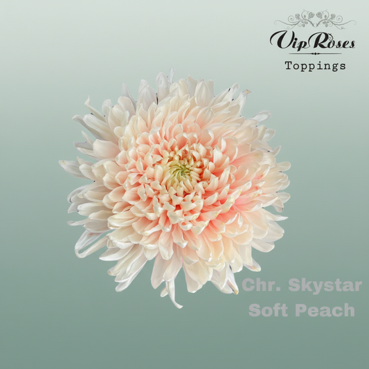 Chrysanthemum G Dyed Skystar Soft Peach