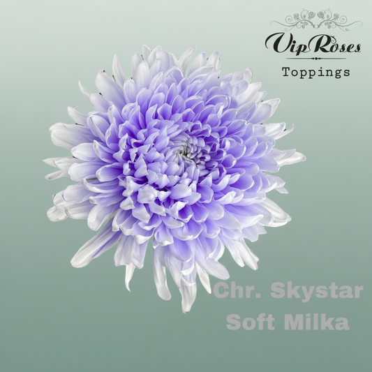 Chrysanthemum G Dyed Skystar Soft Milka