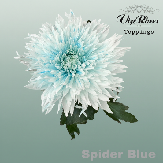 Chrysanthemum G Dyed Spider Blue
