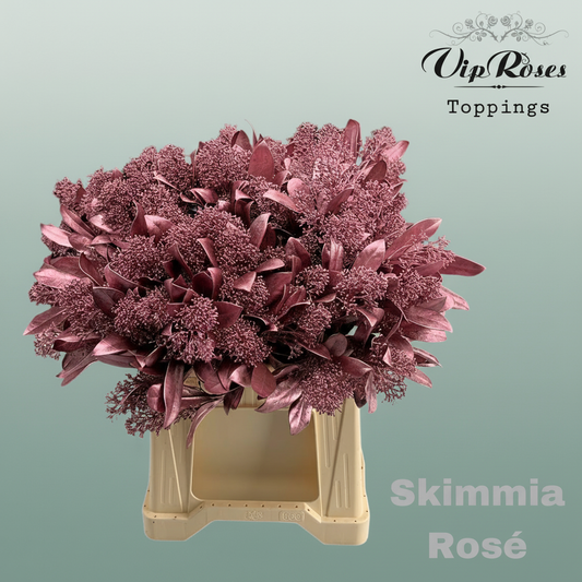 Skimmia Dyed Metallic Rosé