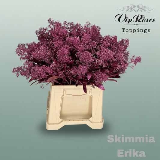 Skimmia Dyed Metallic Erica
