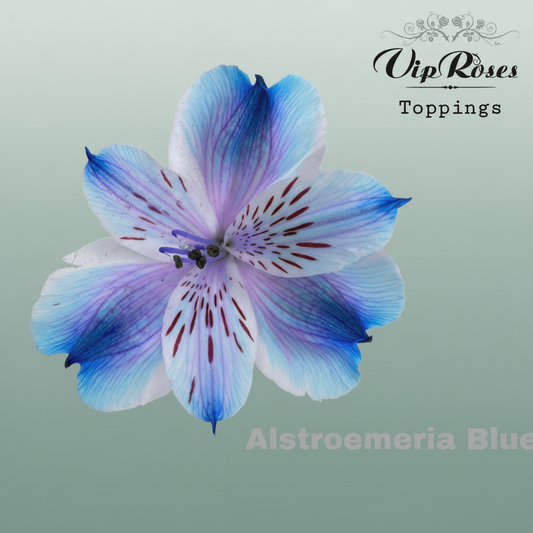 Alstroemeria Dyed Blue