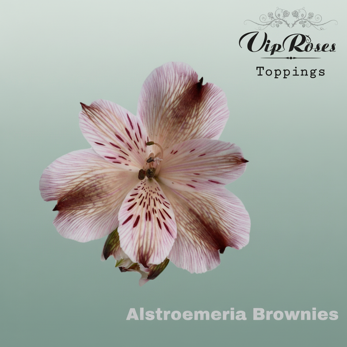 Dyed Brown Alstroemeria Flowers