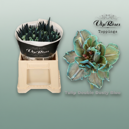Tulip Dyed Double Dusty Blue