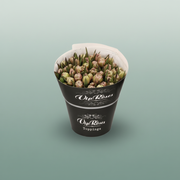 Tulip - Tulipa - Brownies