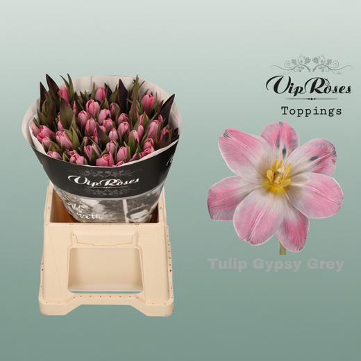 Tulip Dyed Gypsy Grey