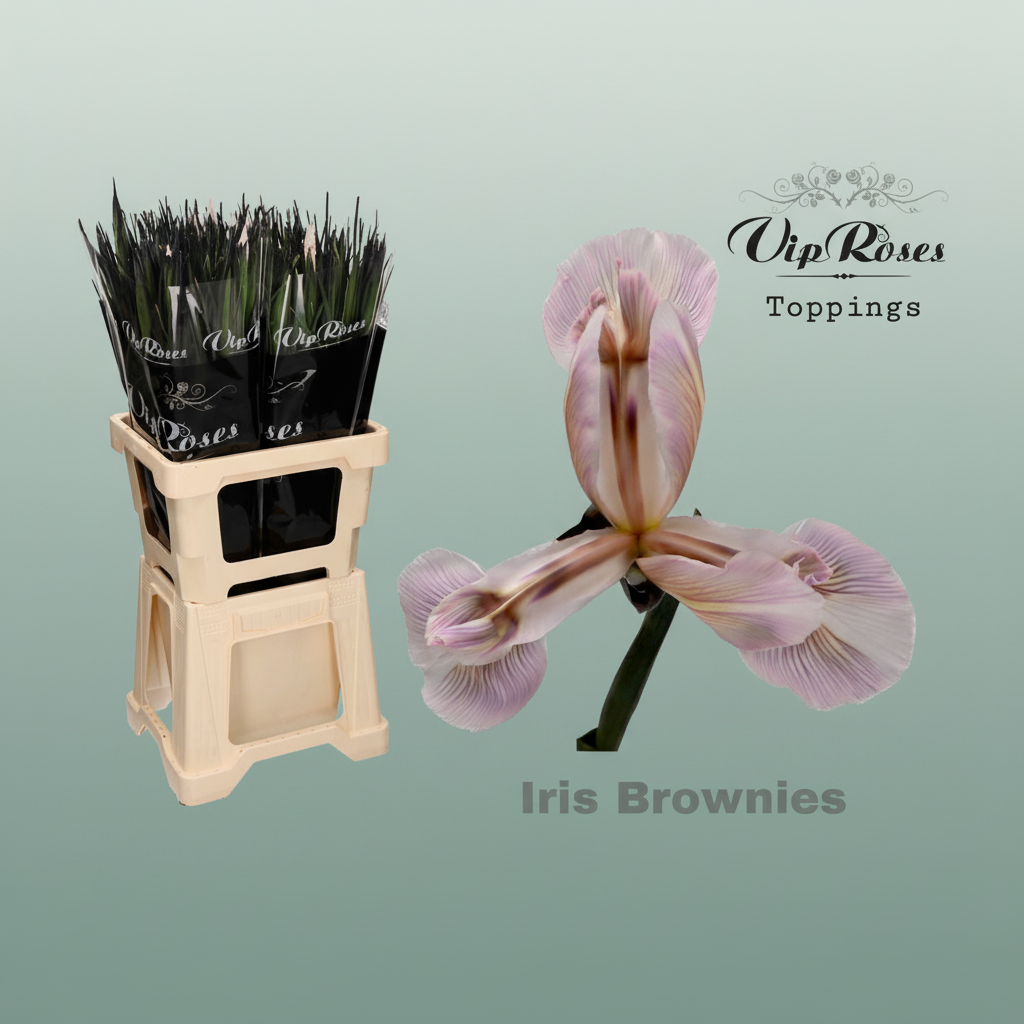 Iris Brownies Dyed