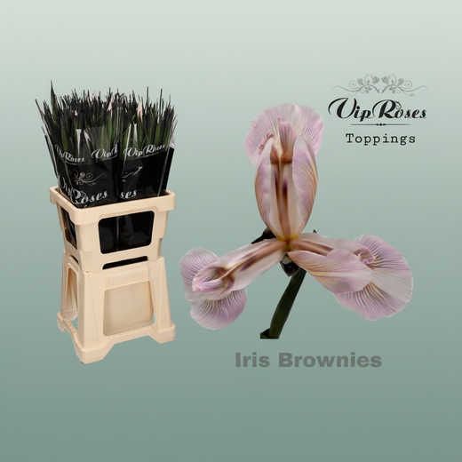 Iris Brownies Dyed