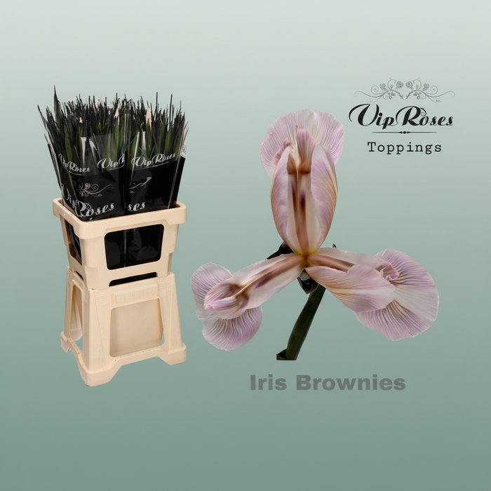 Iris Brownies Dyed