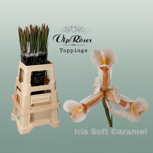 Iris Soft Caramel Dyed