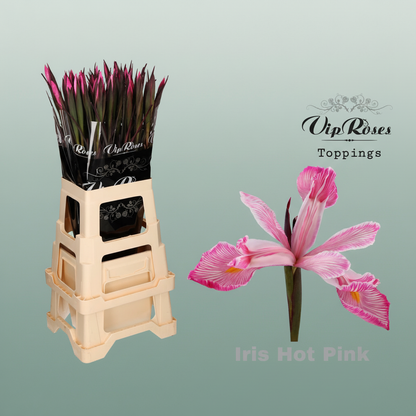 Iris Hot Pink Dyed