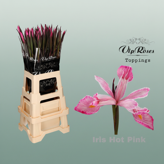 Iris Hot Pink Dyed