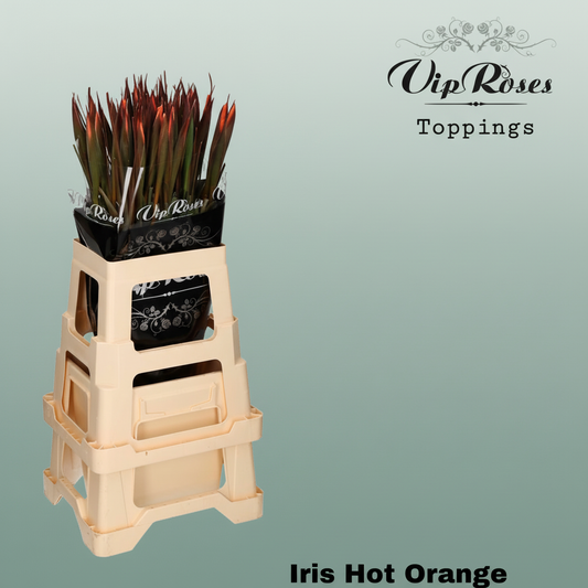 Iris Hot Orange Dyed