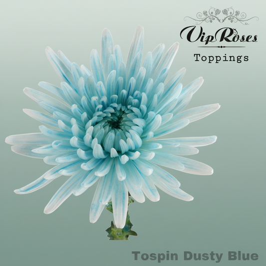 Chrysanthemum G Dyed Topspin Dusty Blue