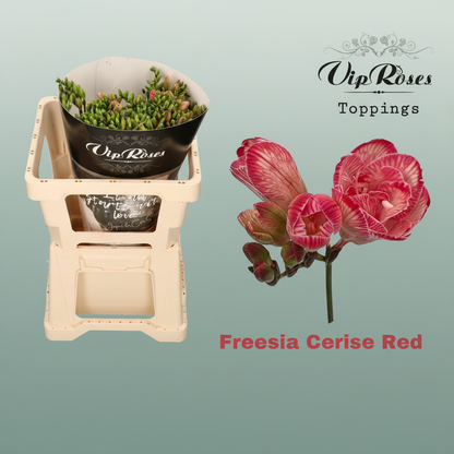 Freesia Dyed Cerise Red