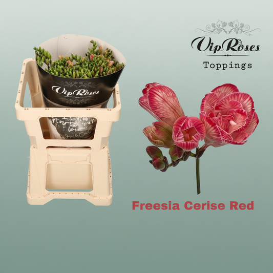 Freesia Dyed Cerise Red