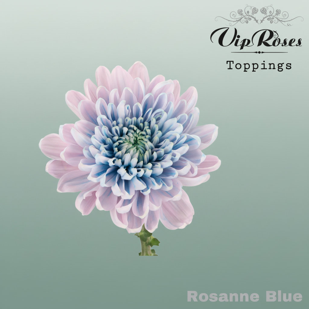Chrysanthemum G Dyed Rosanne Blue