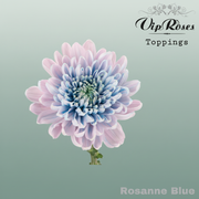 Chrysanthemum - Chrysanthemum (Indicum Grp) - Rosanne Blue