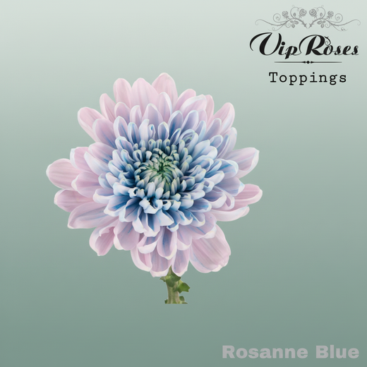 Chrysanthemum - Chrysanthemum (Indicum Grp) - Rosanne Blue
