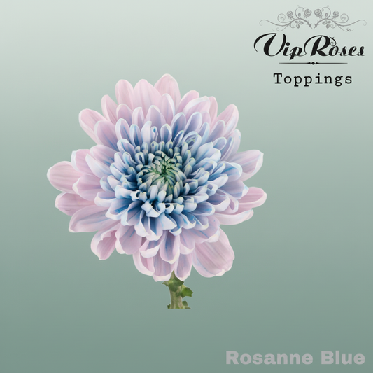 Chrysanthemum G Dyed Rosanne Blue