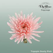 Chrysanthemum G Topspin Dyed Dusty Pink