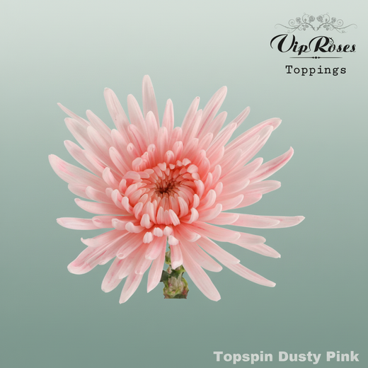 Chrysanthemum G Topspin Dyed Dusty Pink